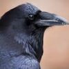 darkbeakparrot