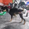 lphquys
