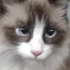 cat.love.26