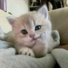 chokochoko13..18