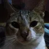 pusa415