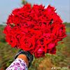 alamin.shekh1122