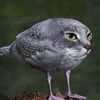 sunny_kitty76
