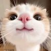 nblsyh4