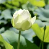 nguyentien_66