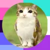 meowl_the_owl_cat
