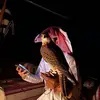 tasq82