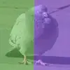 ur_avg_pigeon