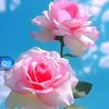 md.shanto222234