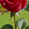 ahmed.talhi2