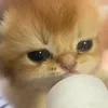 meowl_happy
