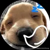 hoang_hai59