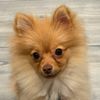 romachowchow