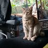 temananda_5