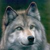 .wolf.58