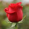 kelinci_12345