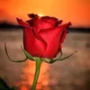 user88571702556185