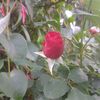 frese8696