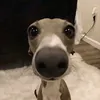 mmmwww.oooo