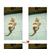 septiani_387