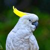 kingbirds231