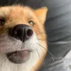 Zz_Fox.