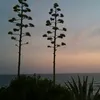 axelvm4