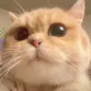 its_not_eric
