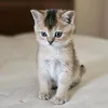 simba.pavlovich