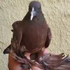 امير السوداني