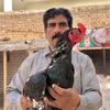 tariqbai77