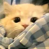 taolataochulaai_07