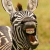 Zebra hahaha