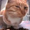 oyen24939