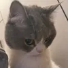 mo.meo.mo.mo