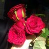 ehsanahmad286