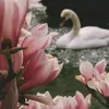 _smsm209