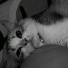 citelaimuppp