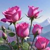 zoraiz.rehman0