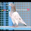 rana.usman30245