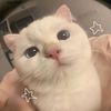 cuteecatszz_
