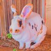 Lapin dore sn