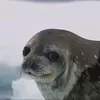 paraaizen