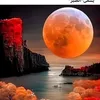 rose697182