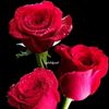 user757337021985