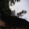 avocad1sh_134