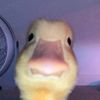 tanishthegoat