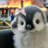 ilina_had_27