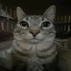 ain.jalut7