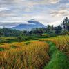 mas_edy_1